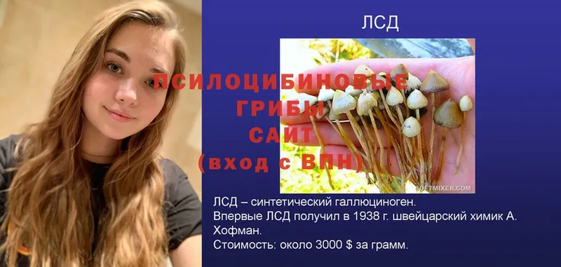 Псилоцибиновые грибы Magic Shrooms  Новочеркасск 